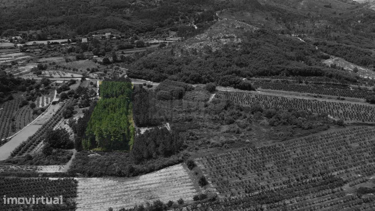 Terreno Rústico c/ 5.629 m² em Aldeia do Souto – Covilhã - Grande imagem: 4/10