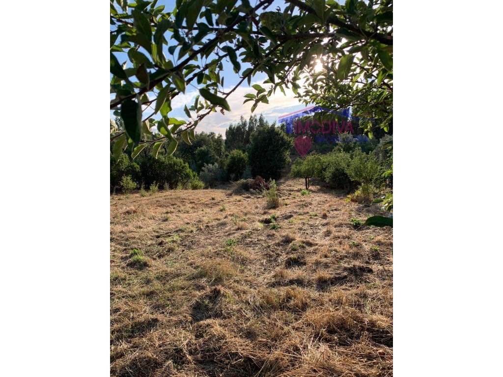 Terreno rústico de pinhal e mato em Vila Facaia - Grande imagem: 4/4