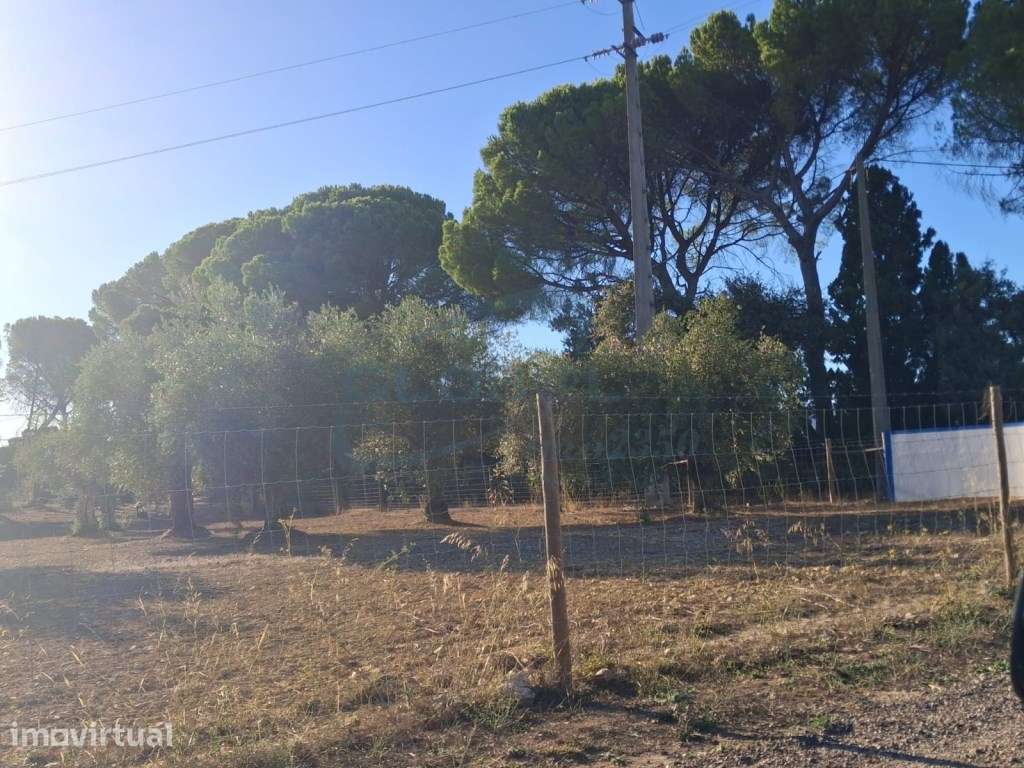 Propriedade com Benfeitoria em Torres Novas - Um Refúgio no Campo - Grande imagem: 4/26