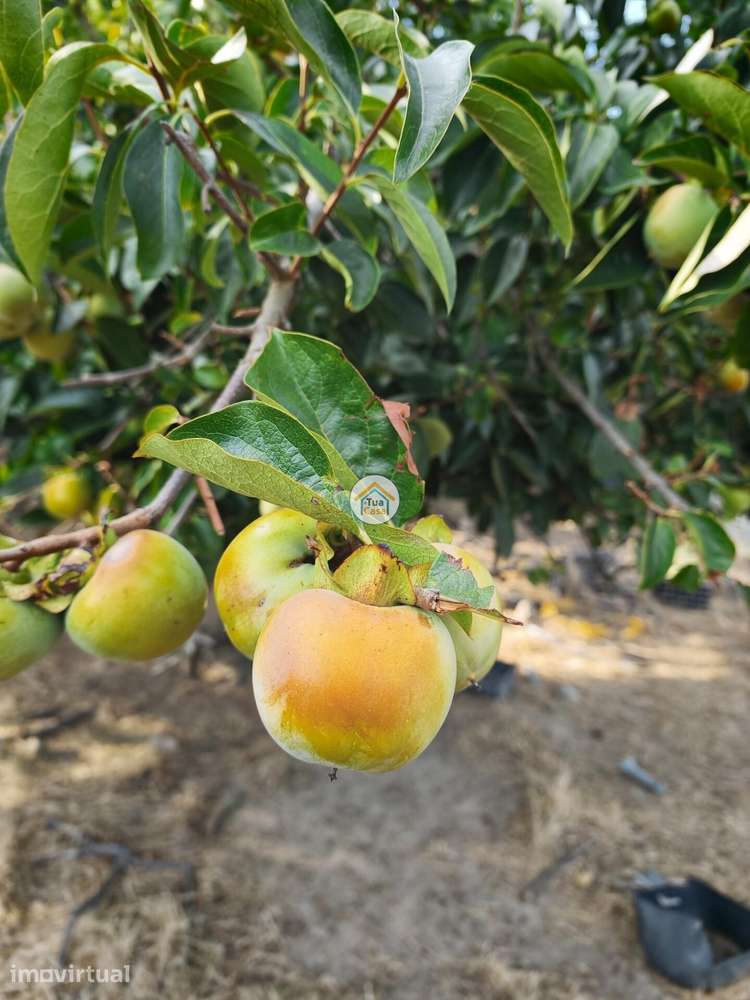 Moradia T2 em Pedra com Charca — Donas, Fundão Uma Rara Oportunidade n - Grande imagem: 4/29