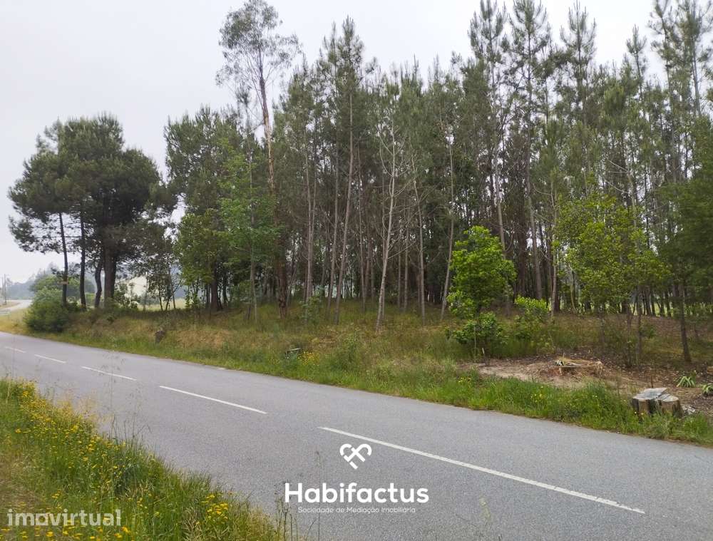 Terreno Agrícola à Venda em Nelas - Grande imagem: 2/7