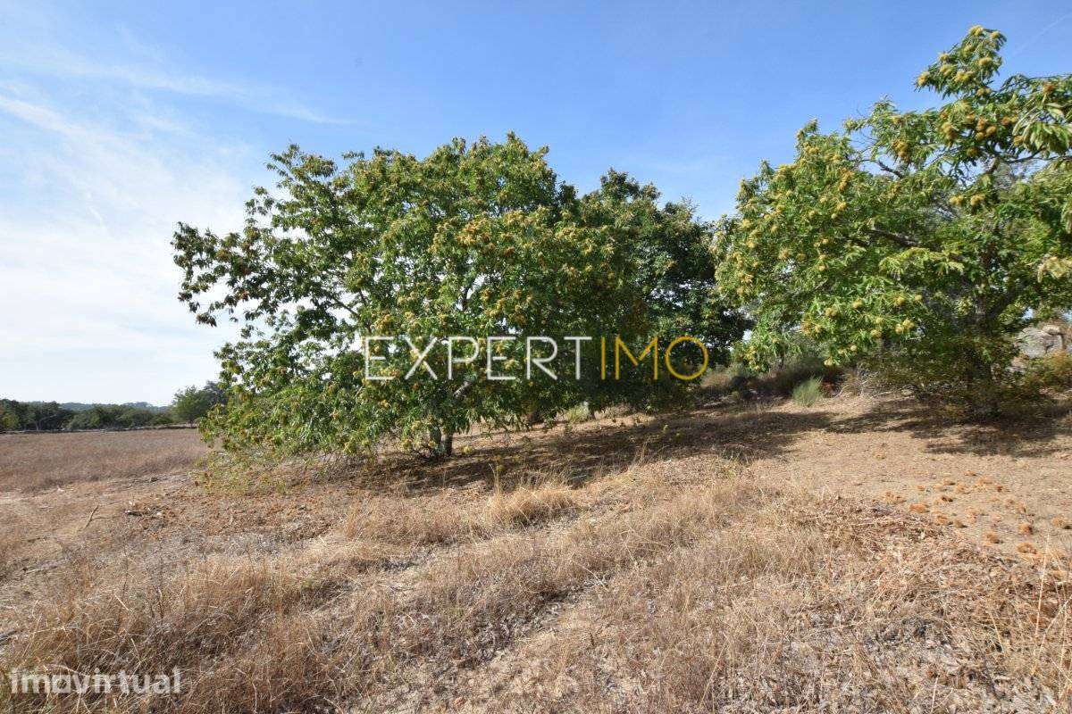 Propriedade com 4,45 hectares - 3 Km Barragem Apartadura - Grande imagem: 4/20
