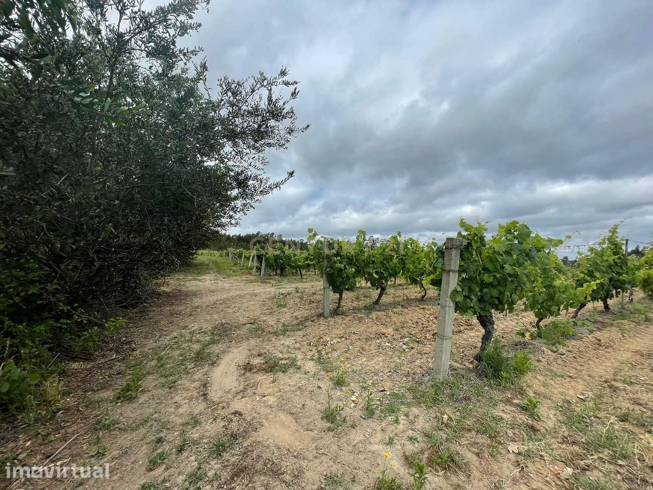 Terreno Agro-Florestal com 21.062 m² | Pedreira – Ouca | Vagos - Grande imagem: 5/7