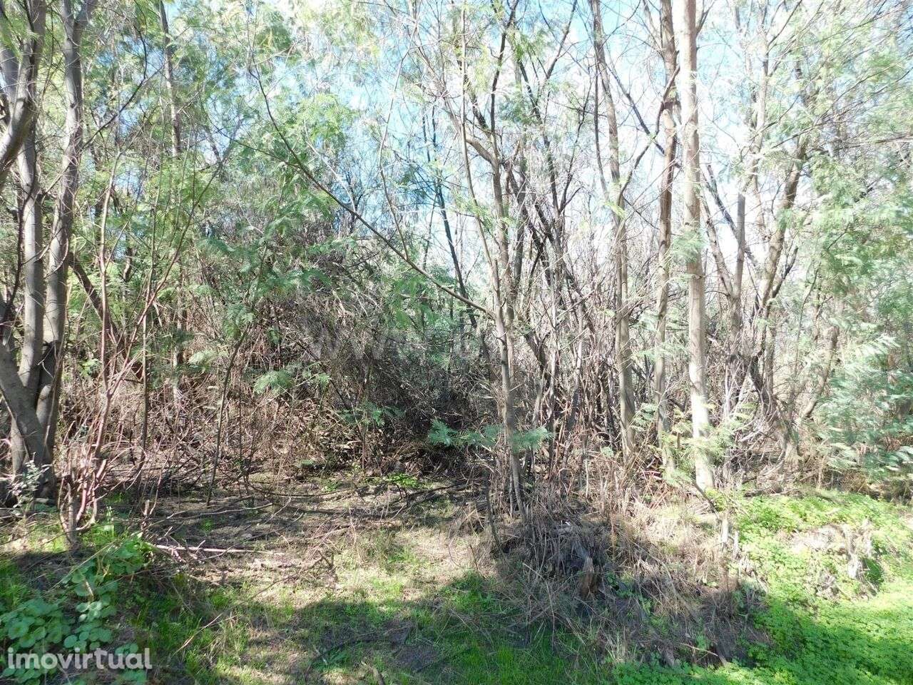 Quintinha / Fundão, Vale Prazeres - Grande imagem: 2/9