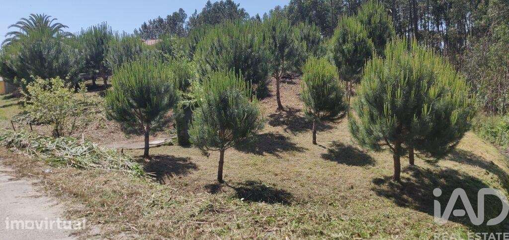 Terreno Agrícola em Monte Real e Carvide - Grande imagem: 3/10