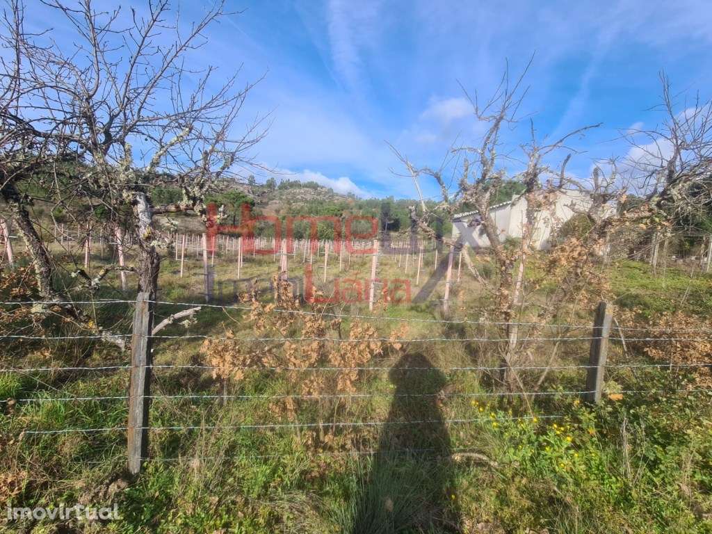 Quinta Agrícola do Dão para venda - Grande imagem: 2/39