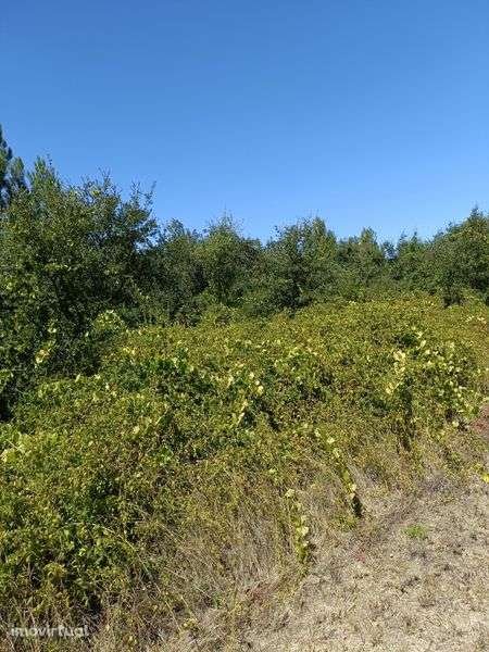 Terreno agrícola com 4400m2, em área RAN - Grande imagem: 4/8