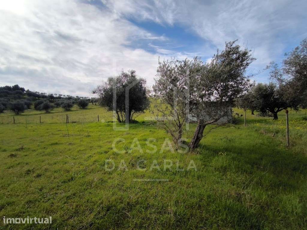 Terreno com 6000m2 em Vila Ruiva - Grande imagem: 5/12