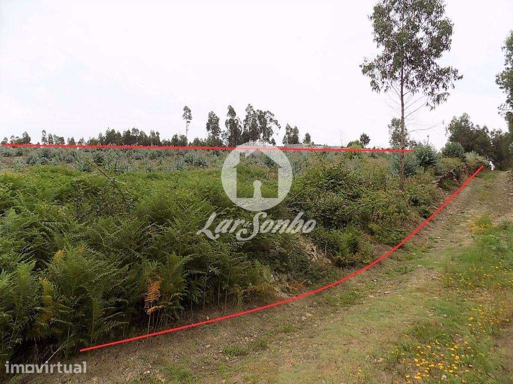 Terreno florestal Eucaliptal com 19200m2 Fradelos - Grande imagem: 2/5