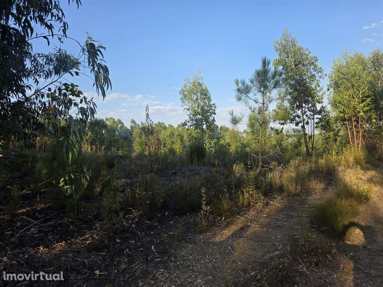 Terreno Rústico - Grande imagem: 3/9