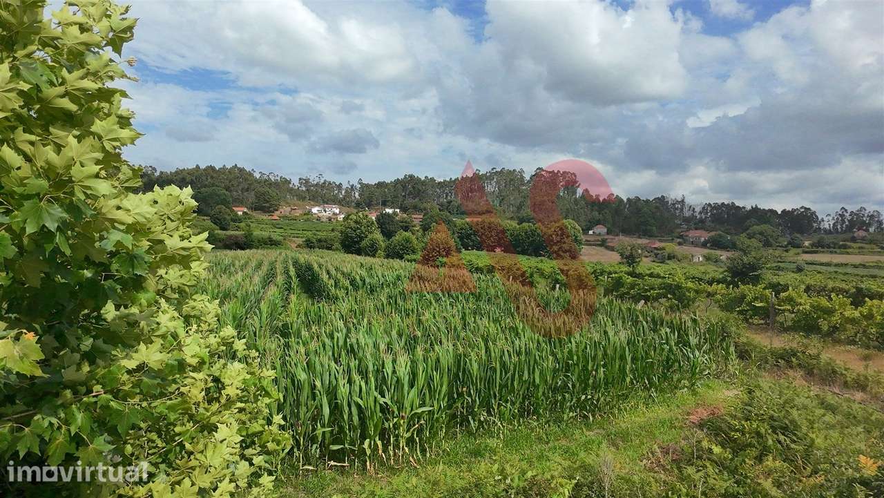 Terreno Agrícola com 2290m2 em Silvares, Lousada - Grande imagem: 4/4