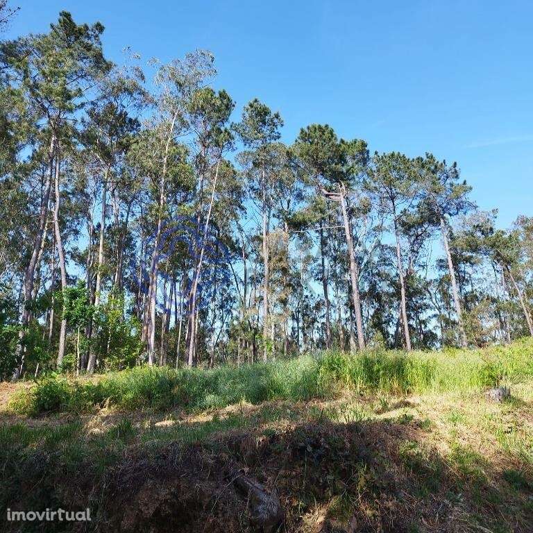 Terreno Rustico 6844 m2 para construção em Souto , Stª Maria da Feira - Grande imagem: 3/21