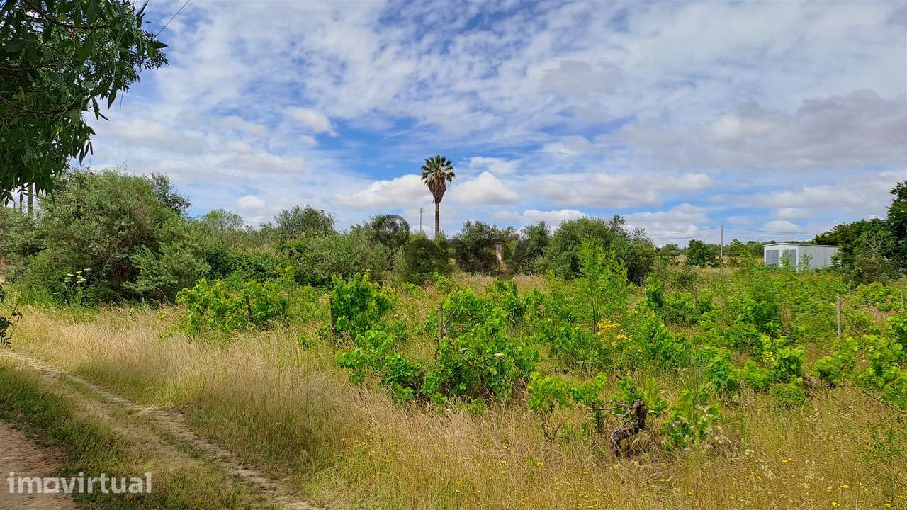 Terreno Rústico para Venda na Vidigueira, com 5.000 m² - Grande imagem: 5/10