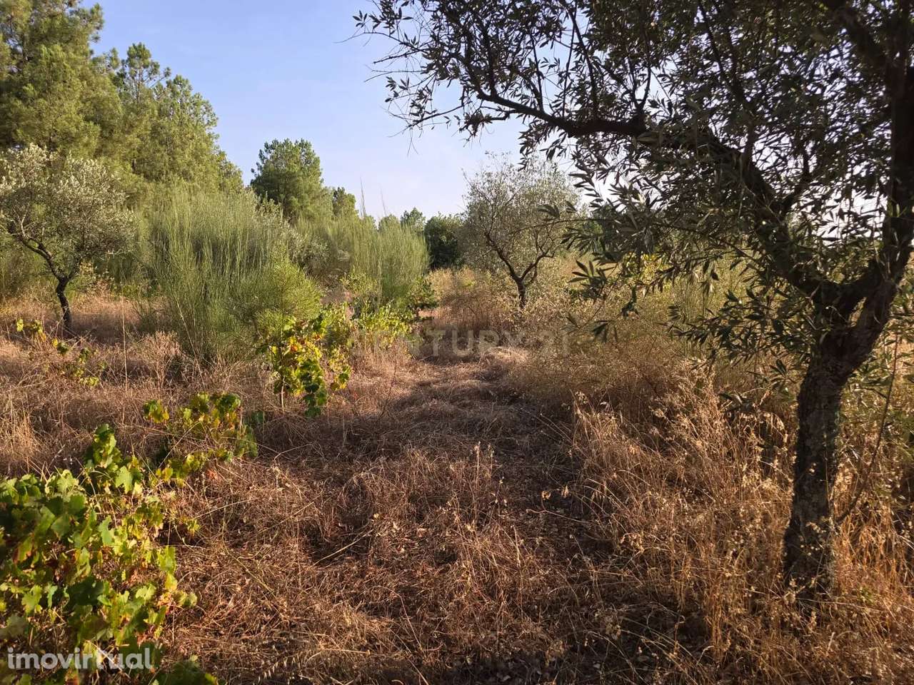 Terreno Rústico em Satão, Soalheira, Fundão, Potencial Único - Grande imagem: 4/13
