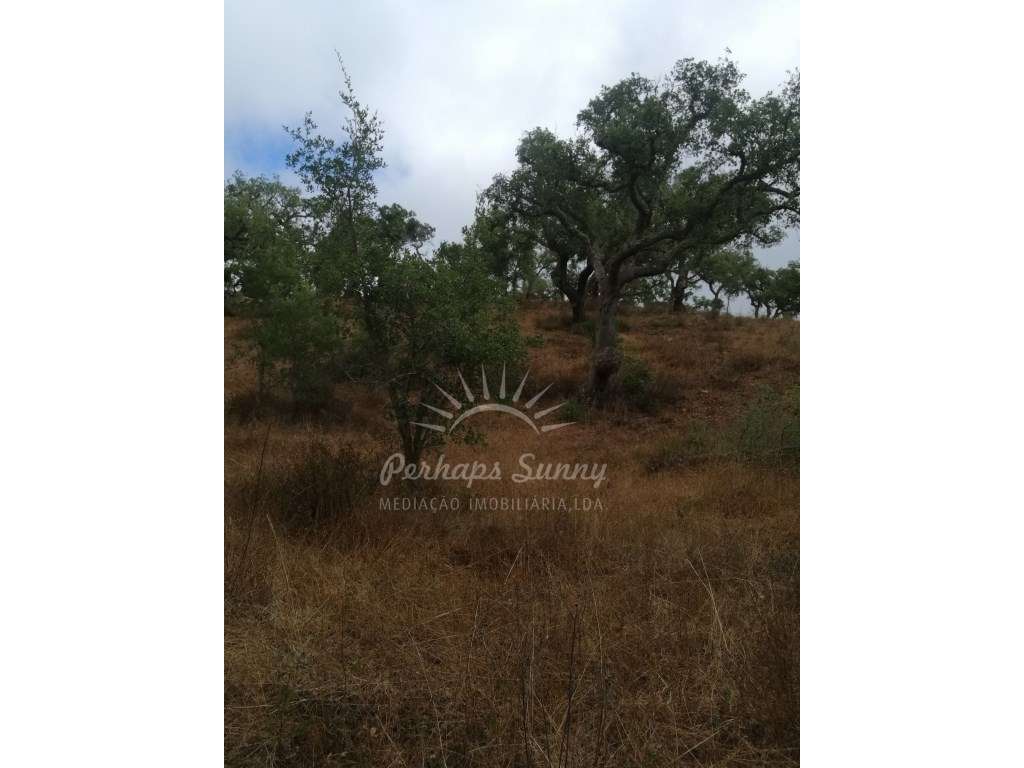 Terreno Rústico Serra de Grândola - Grande imagem: 5/12