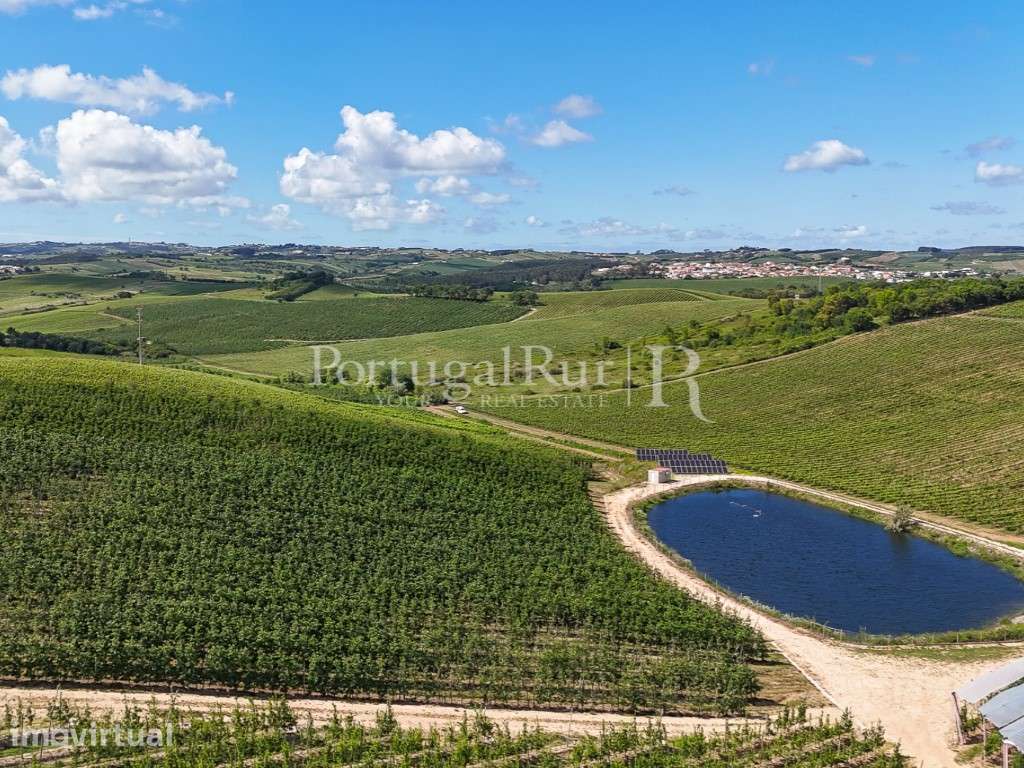 Exploração Agrícola com 37 ha e produção de Pera Rocha no Cadaval - Grande imagem: 2/47