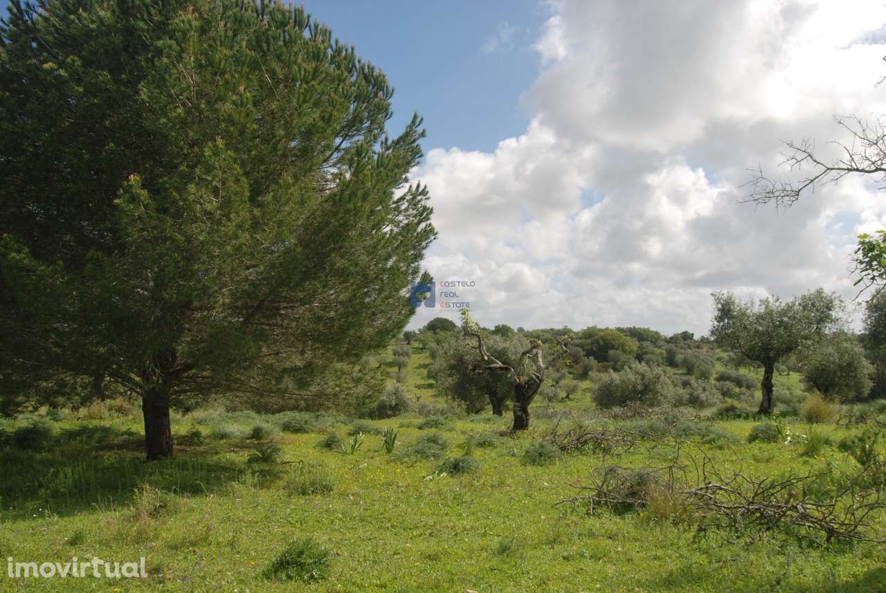 Terreno de 5 Hectares Torres Novas - Grande imagem: 5/24