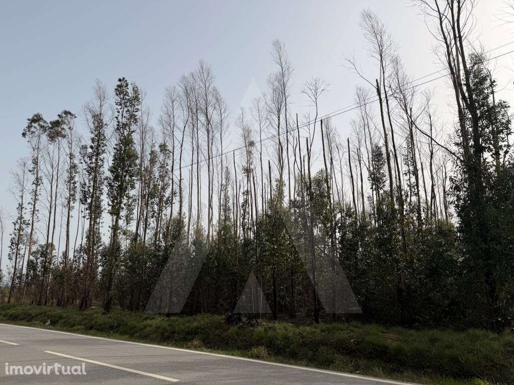 Terreno Rústico em Assilhó - Albergaria-a-Velha - Grande imagem: 4/16