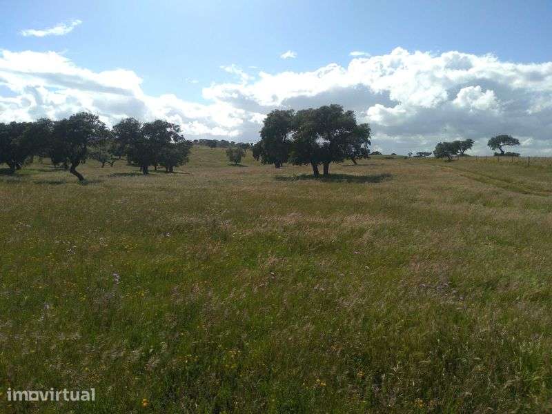 Herdade excelente para venda - Grande imagem: 5/9