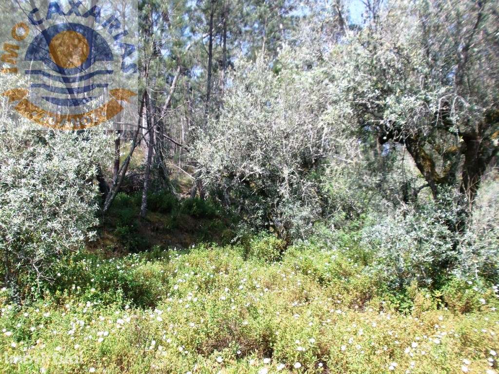 Terreno de oliveiras e pinhal. - Grande imagem: 2/3