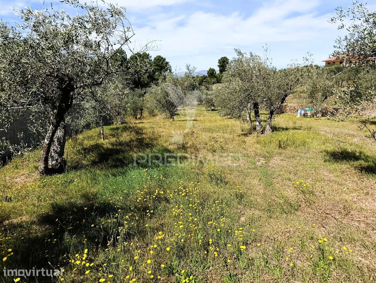 Terreno com olival a 10 kms de Vila Real - Grande imagem: 3/10