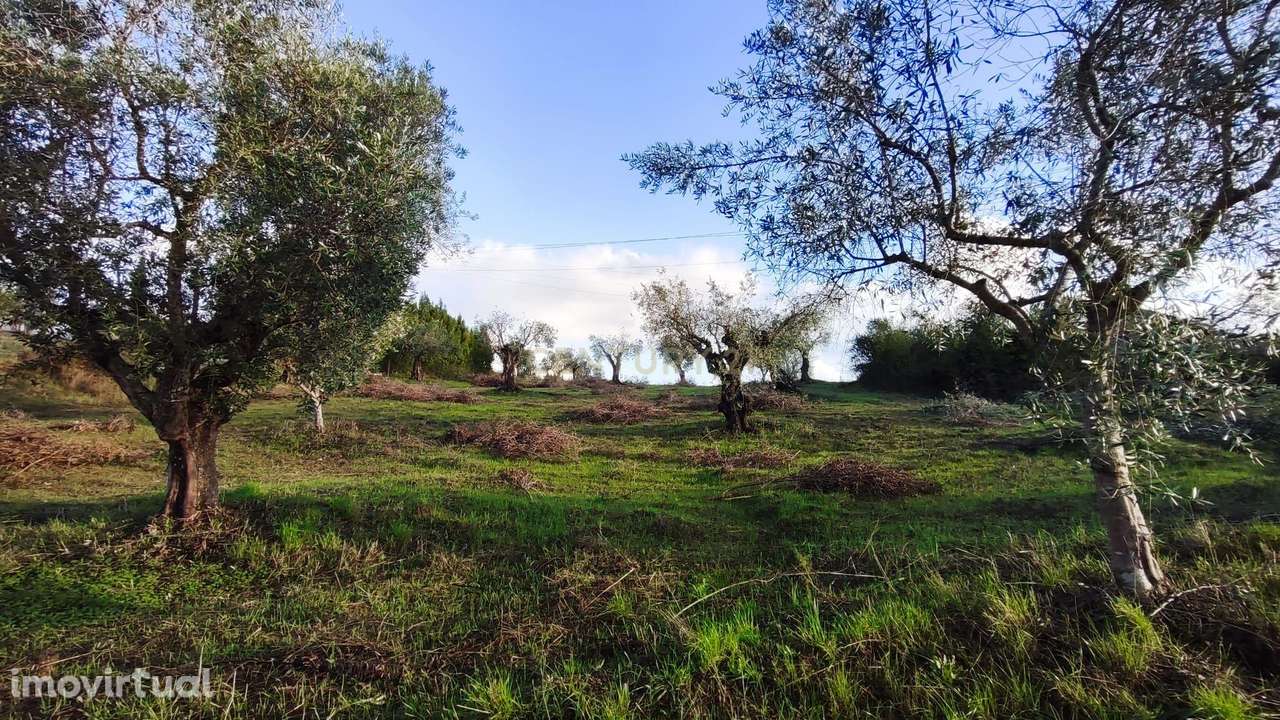 Terreno Agrícola em São Vicente do Paul, Santarém - 7080m² - Grande imagem: 3/18