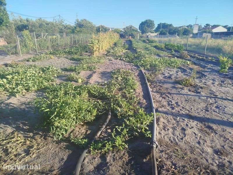 Vende-se pequena quinta - Grande imagem: 3/3