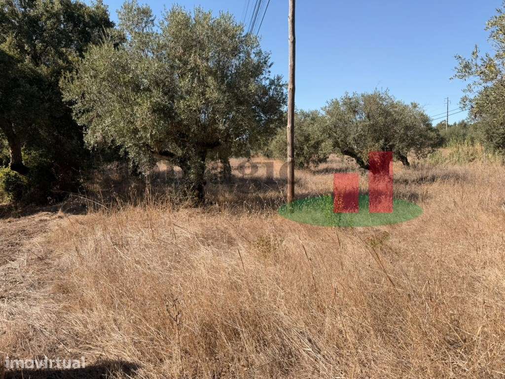 Terreno Rústico em Aldeia da Ribeira, Alcanede ***RIOMAGIC*** - Grande imagem: 5/14