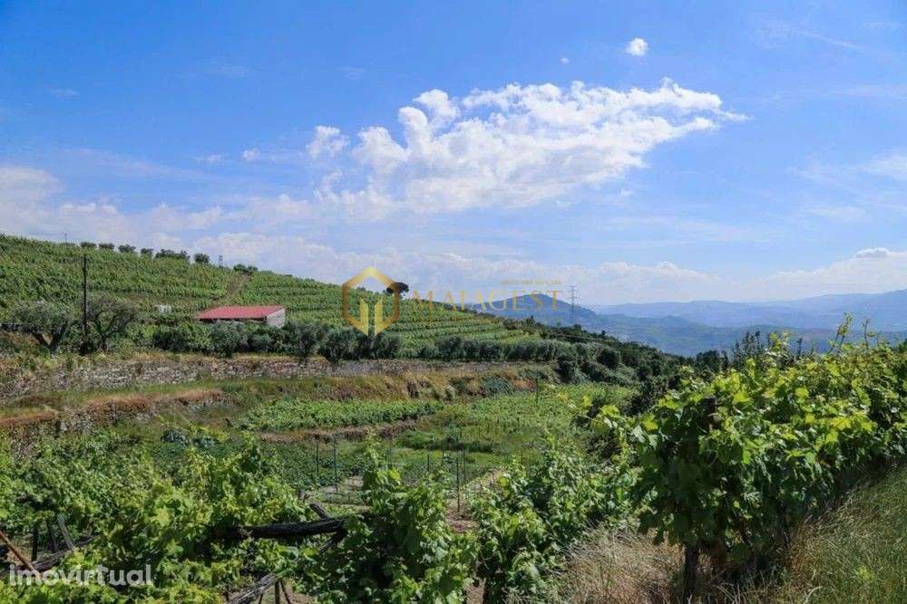 Quinta T4 de 4 hectares em Canelas do Douro próximo do Rio Douro - Grande imagem: 4/11