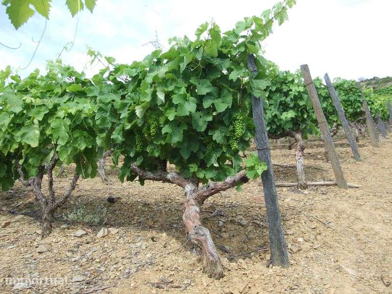 Douro: Quinta com Vinha e Oliveiras - Grande imagem: 3/6