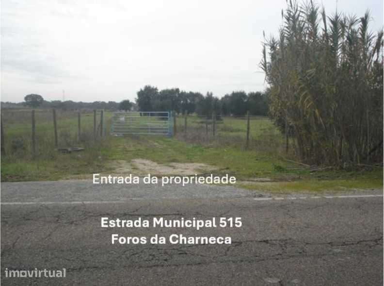 Terreno em Benavente - Grande imagem: 4/9