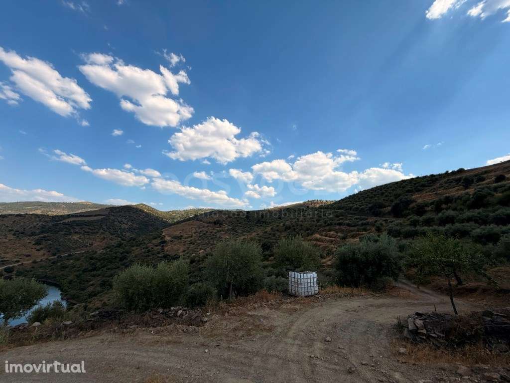 Terreno Agrícola com Oliveiras e Amendoeiras - Vista Deslumbrante p... - Grande imagem: 4/16