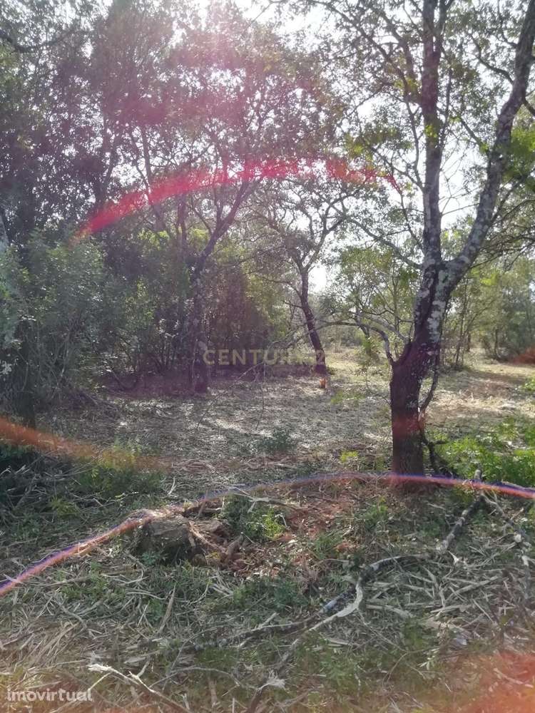 Terreno Rústico com 4.448,57 m² – Pinhal e Mato – 20.000€ Vergadinhas, - Grande imagem: 4/5