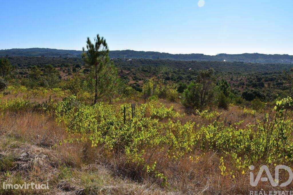 Terreno em Areias e Pias de 17000,00 m2 - Grande imagem: 4/26