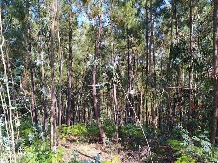Terreno em Carregosa, Oliveira de Azeméis - Grande imagem: 4/6