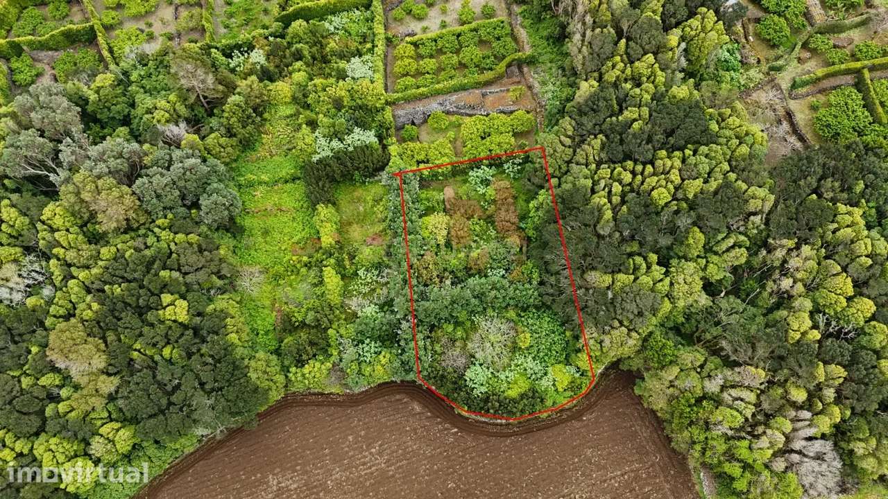 Pomar localizado na zona dos Biscoitos, Ilha Terceira, com característ - Grande imagem: 4/14