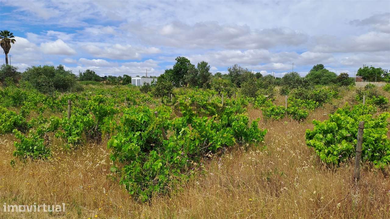 Terreno Rústico para Venda na Vidigueira, com 5.000 m² - Grande imagem: 4/10
