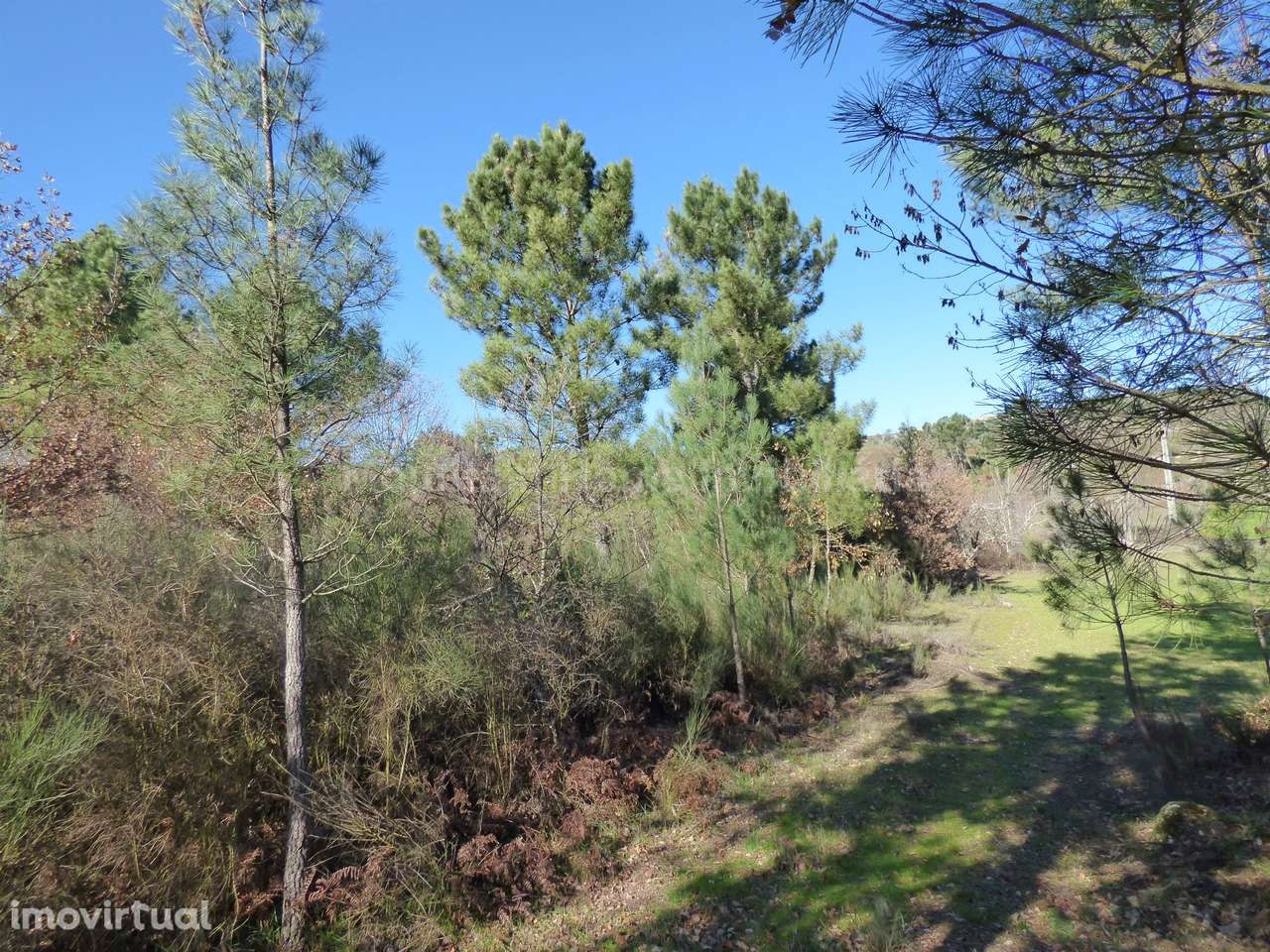 Terreno  Venda em Abrunhosa-a-Velha,Mangualde - Grande imagem: 2/6