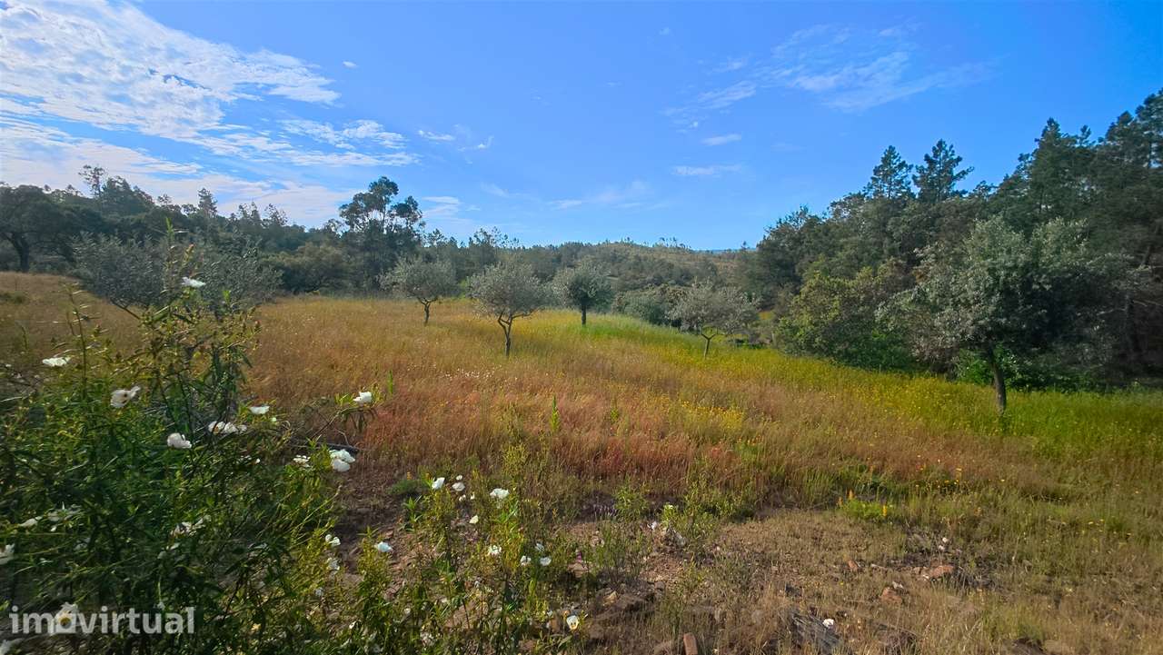 Terreno Rústico  Venda em Benquerenças,Castelo Branco - Grande imagem: 2/13