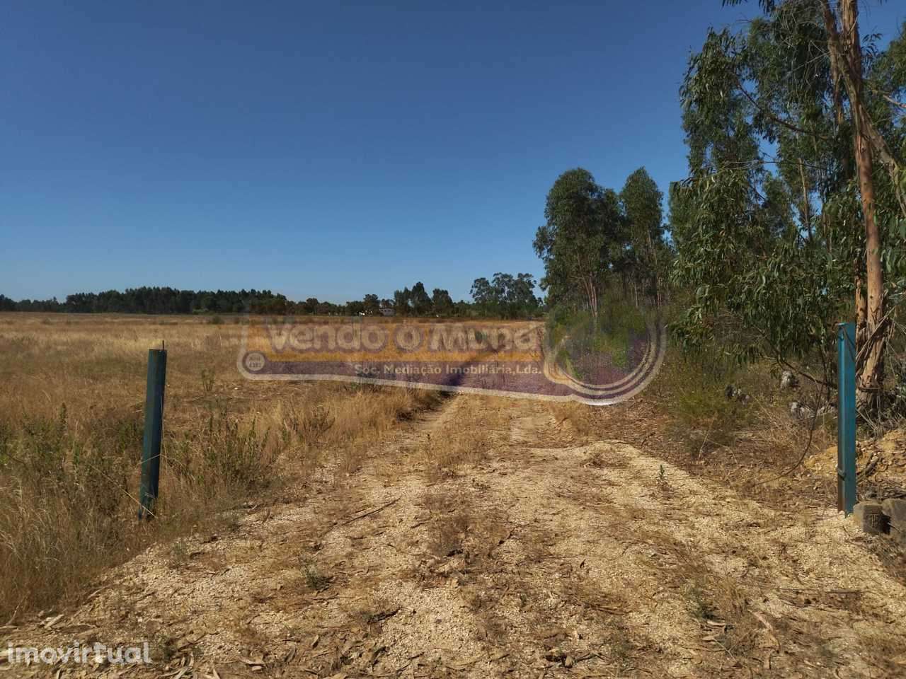 Terreno em Glória do Ribatejo (GLR040) - Grande imagem: 3/11