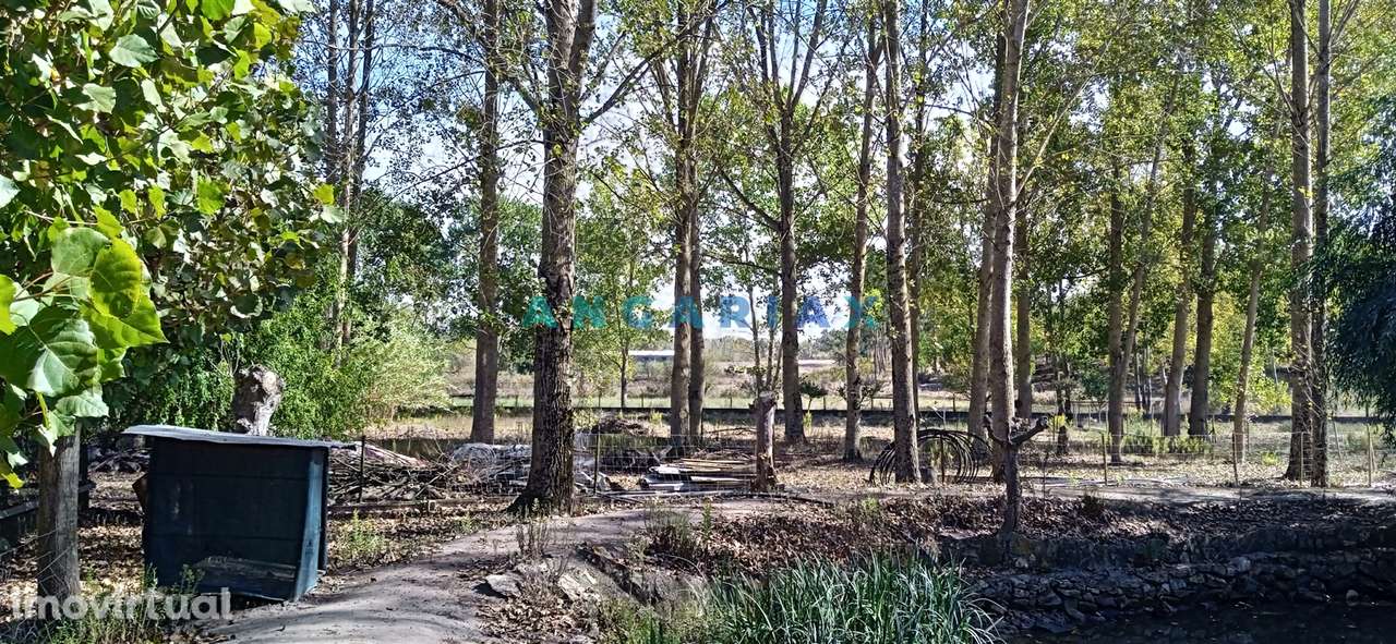 ANG1239 - Herdade para Venda em Vieira de Leiria - Grande imagem: 5/12