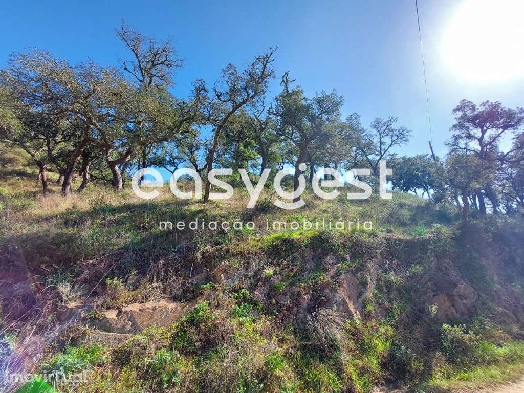 Monte para recuperar no concelho de São Martinho das Amoreiras - Grande imagem: 3/15