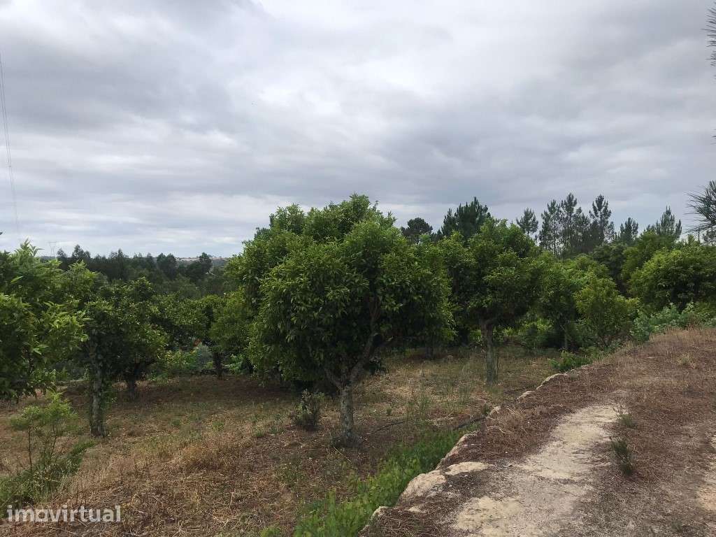 Quinta com uma pequena casinha agrícola na Chancelaria, Torres Novas - Grande imagem: 5/23