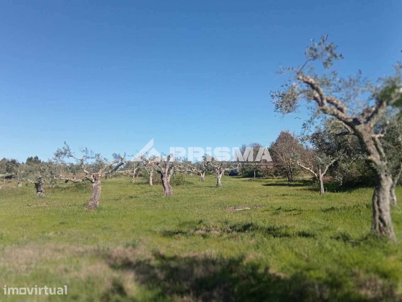 Quintinha em venda com varias Valencias na Beira Baixa., Castelo Branc - Grande imagem: 2/16