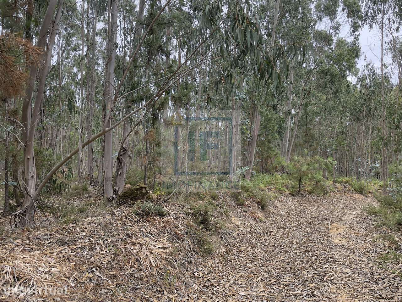 Terreno com 8.320 m² em Olho Marinho, Óbidos – Excelente Oportunida... - Grande imagem: 2/4