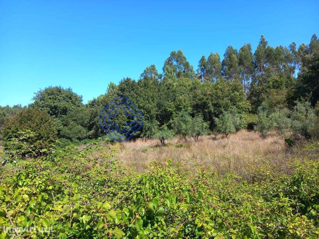 Terreno agrícola com uma ribeira a 10 minutos de Dornes - Grande imagem: 2/16