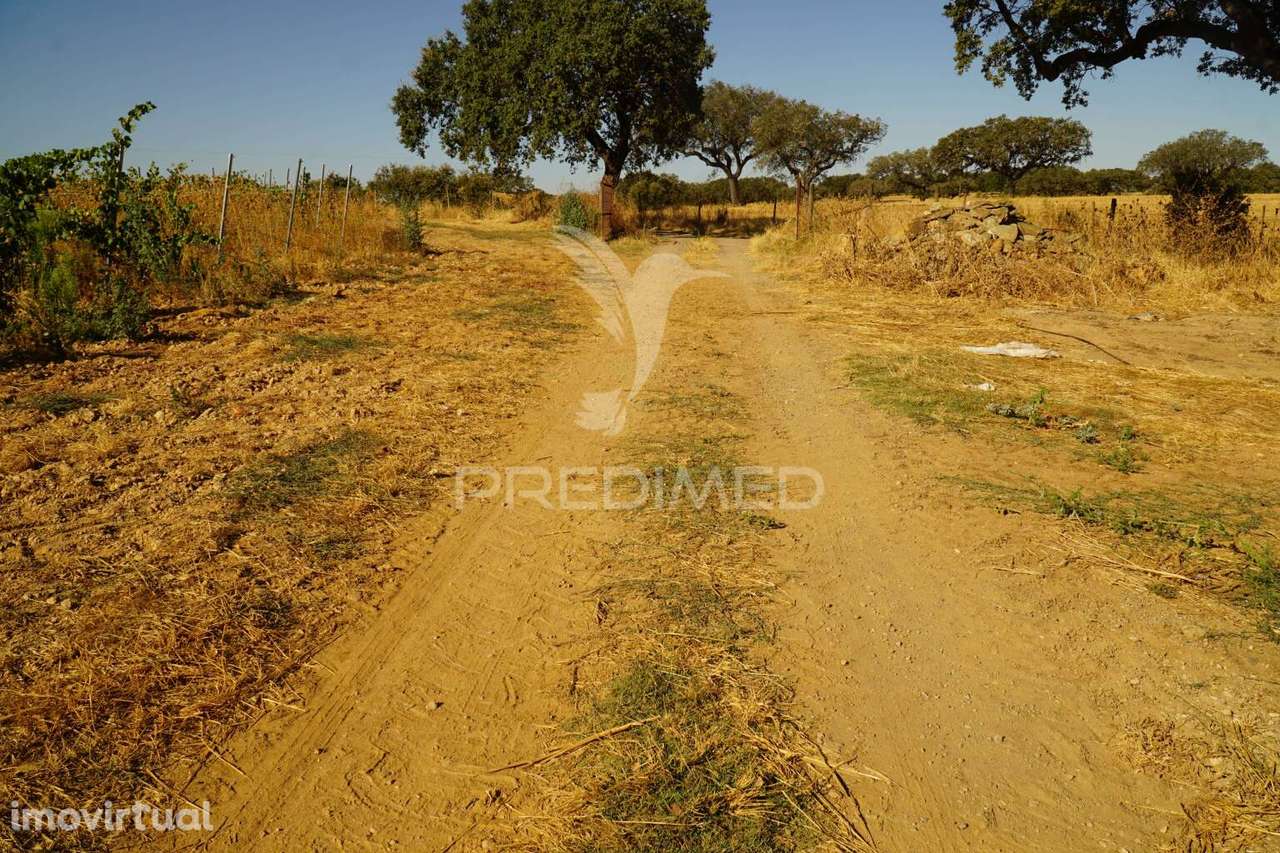 HERDADE NO ALENTEJO - Grande imagem: 5/39