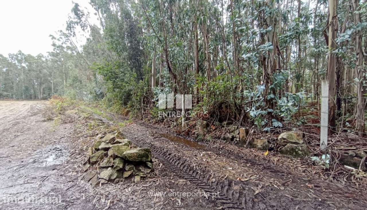 Venda de Terreno florestal, Ferreiró, Vila do Conde - Grande imagem: 3/13