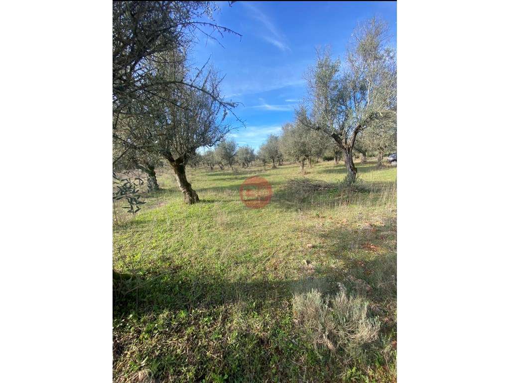 Terreno destinado a Olival - Grande imagem: 3/6