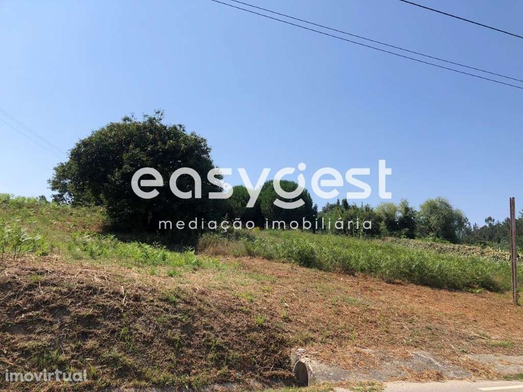 Terreno Rústico com pinheiros mansos em Calvaria de Baixo - Batalha - Grande imagem: 2/12